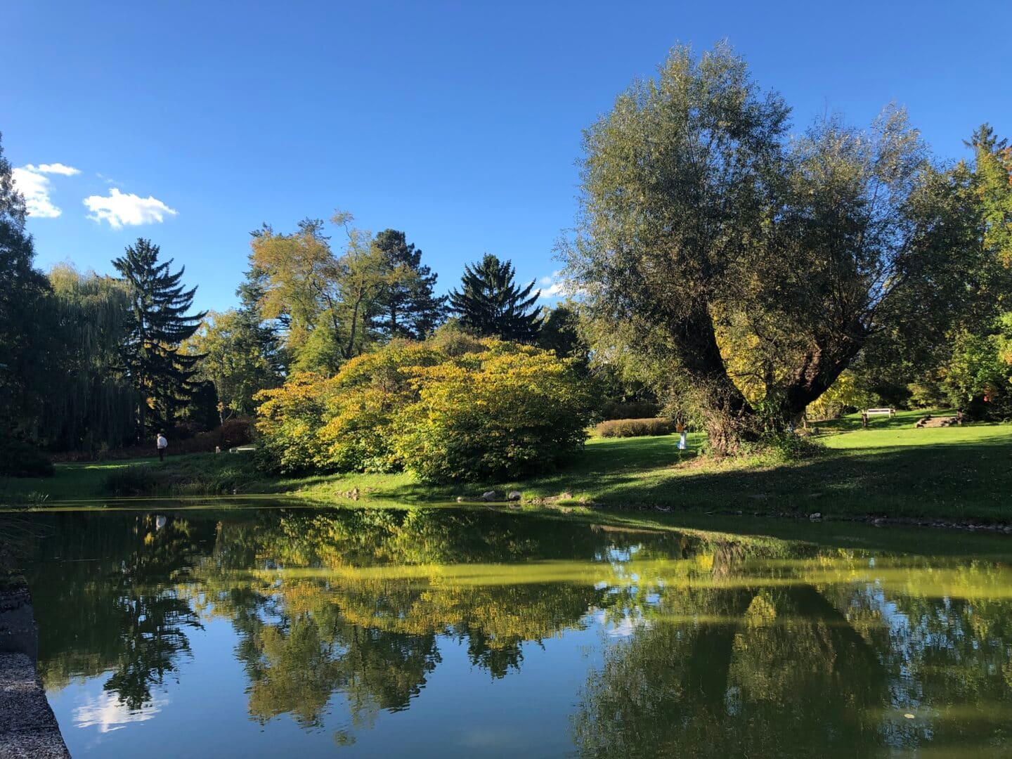 Park w Żelazowej Woli.